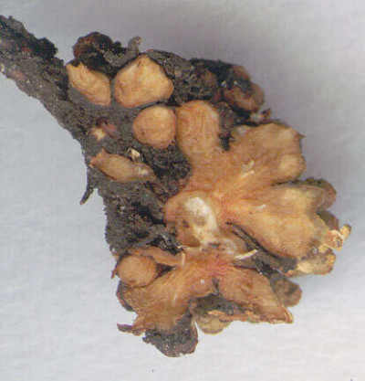 LS root nodules