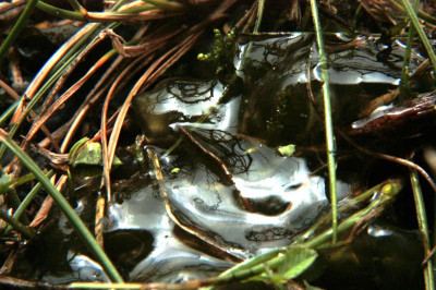 Nostoc commune in Grass Roots After Rainy Day in Kiel