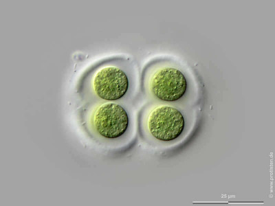 <em>Chroococcus subnudus</em>