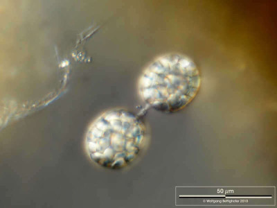 Achromatium oxaliferum