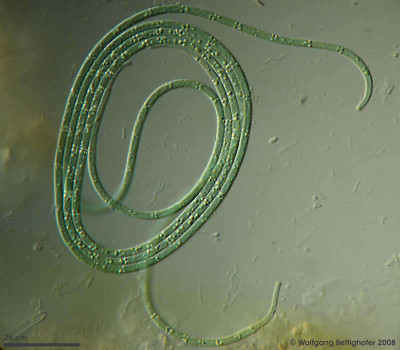 Anagnostidinema lemmermannii Filamentous cyanobacteria