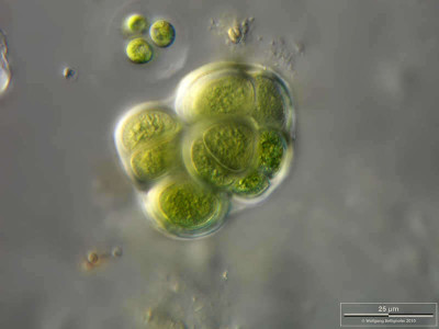 Chroococcus tenax