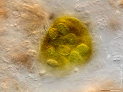 Aphanothece microscopica