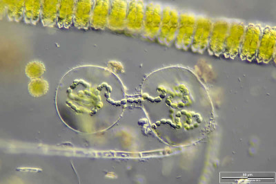 <em>Nostoc sphaericum</em>