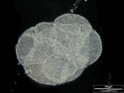 Pelodictyon luteolum