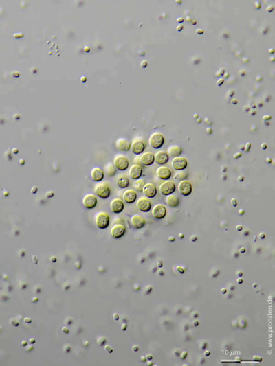 Chroococcus dispersus