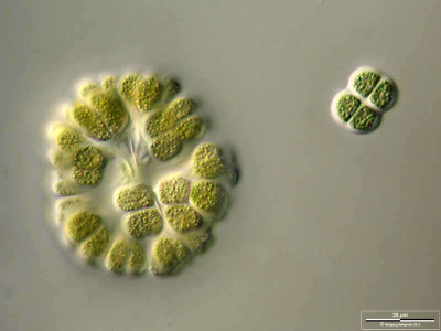 <em>Gomphosphaeria aponina</em> Colony accompanied by <em>Chroococcus turgidus</em>