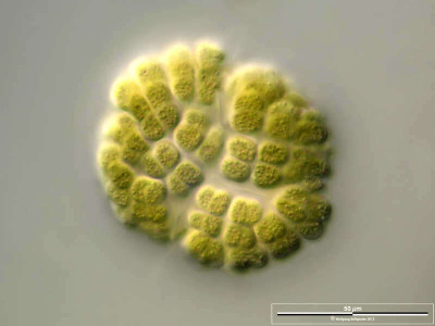 <em>Gomphosphaeria aponina</em>