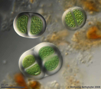 Chroococcus turgidus