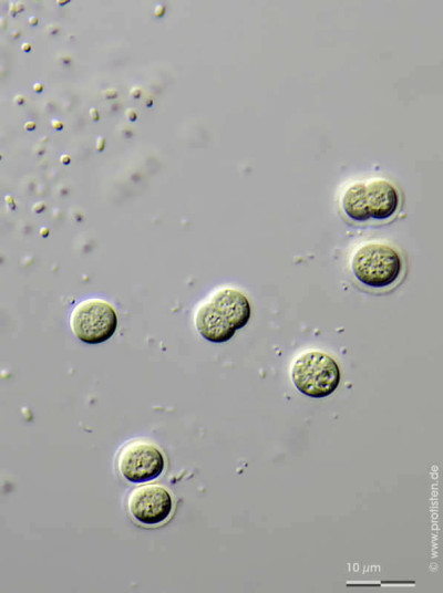 Microscopic Image of Chroococcus minutus from Fehmarn Pond