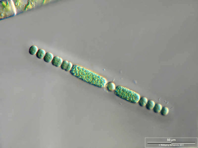 Anabaena lapponica