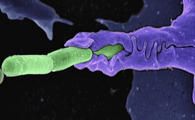 Immune Cell Engulfing Anthrax Bacteria