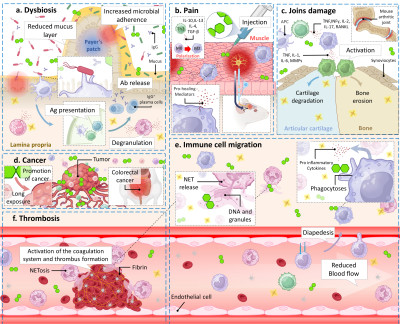 Mecanismes of Carragenine to Induce Animal Models