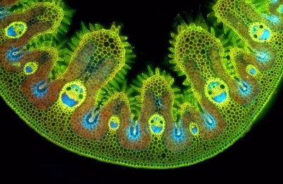 Grass Cells under the Microscope