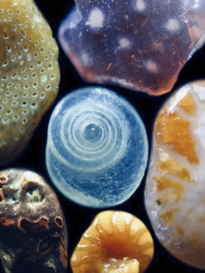 Grains of Sand from a Beach in Maui, Hawaii