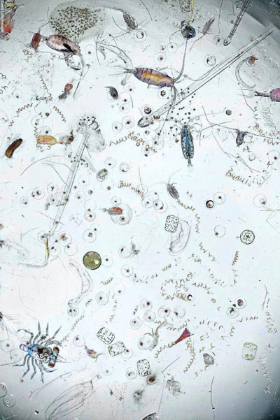 Sea Water under the Microscope