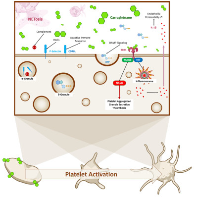 Platelets Activation by Carrageenan