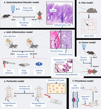Animal Models Induced by Carrageenan