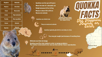 Quokka Facts