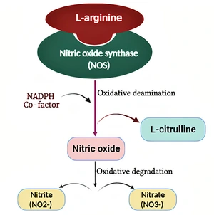 Biochemical Pathway of Nitric Oxide (NO) Synthesis.