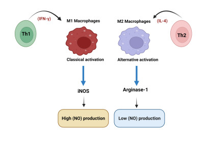 Opposing Roles of Macrophages During Parasitic Infections