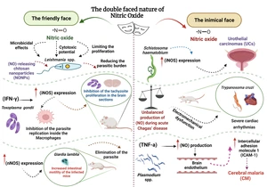 The Dichotomous Nature of (NO) During Different Parasiticinfections.