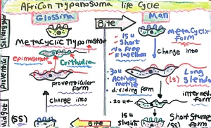 Life Cycle of African Trypanosoma, Marwa Omar