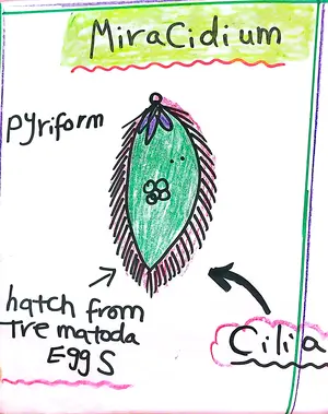 The Miracidium Stage: Marwa Omar