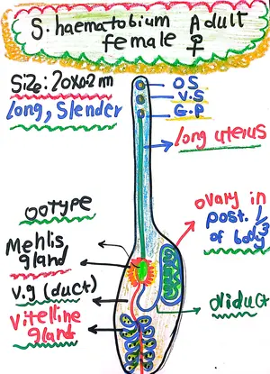 Schistosoma haematobium Adult Female: Marwa Omar