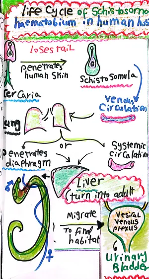Life Cycle of Schistosoma haematobium Inside the Human Host