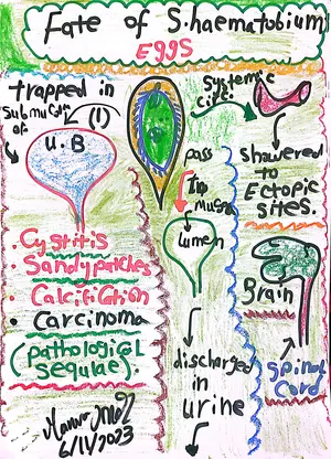 Fate of Schistosoma haematobium Egg Inside the Human Host