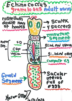 Echinococcus granulosus Adult Worm Morphology: Marwa Omar