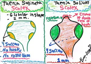 Taenia scolices, Marwa Omar