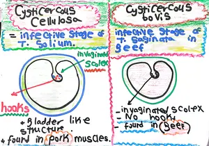 Cysticercous Stages of the Taenia Species: Marwa Omar