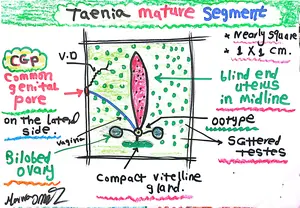 Taenia Mature Segment: Marwa Omar