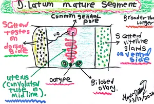 Diphyllobothrium latum Mature Segment