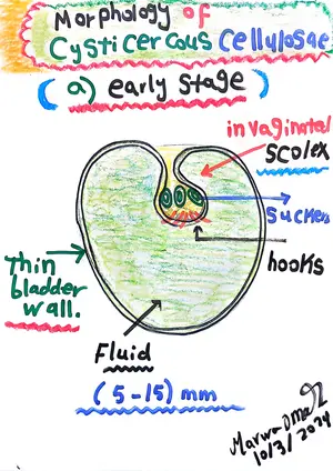Cysticercous cellulosae Morphology Part 1: Marwa Omar