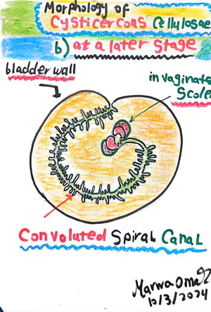 Cysticercous cellulosae Morphology, Part 2: Marwa Omar