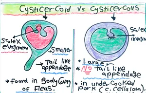 Cysticercous Vs. Cysticercoid: Marwa Omar