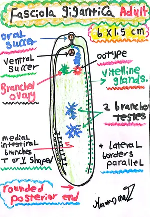 Fasciola gigantica Adult Worm, Marwa Omar