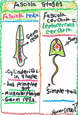 Fasciola Immature Stages, Redia and Cercaria: Marwa Omar
