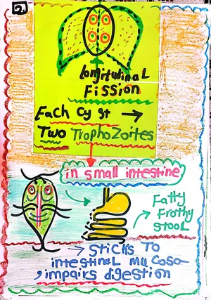 Giardia intestinalis Life Cycle Part 2: Marwa Omar