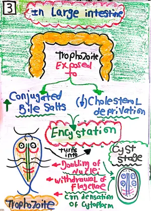 Giardia intestinalis Life Cycle Part 3: Marwa Omar