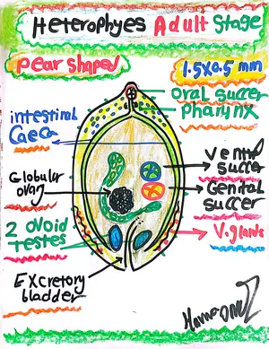 Heterophyes Heterphyes Adult Worm: Marwa Omar