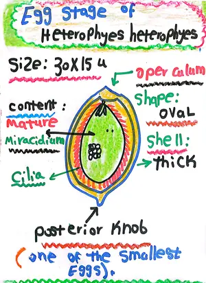 Heterophyes Heterophyes Egg Stage: Marwa Omar