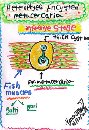 Heyterophyes Encysted Metacercaria: Marwa Omar