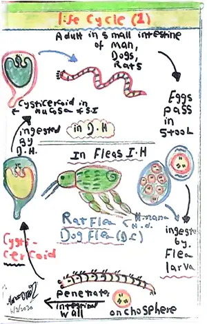 Hymenolepis nana Life Cycle Part 2: Marwa Omar