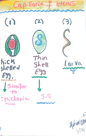 Content of Capillaria philippinensis Female Uterus: Marwa Omar