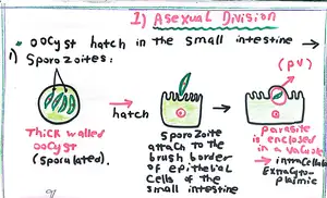 Cryptosporidium Life Cycle Part 1: Marwa Omar