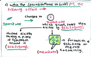 Cryptosporidium Life Cycle Part 2: Marwa Omar